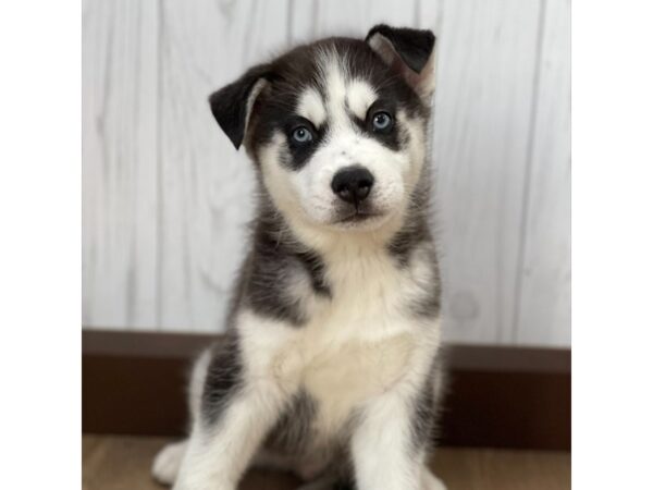 Siberian Husky DOG Male 1114 Petland Eastgate, Ohio