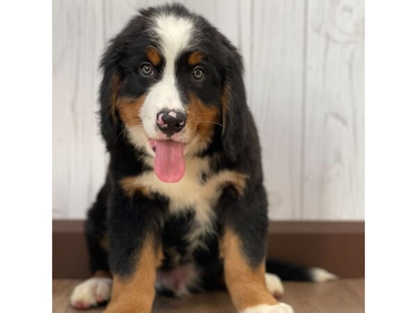 Bernese Mountain Dog DOG Male 1112 Petland Eastgate, Ohio