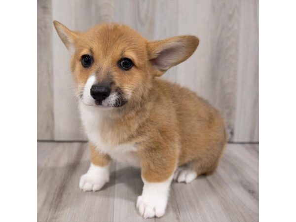 Pembroke Welsh Corgi DOG Male Red Sable 1122 Petland Eastgate, Ohio