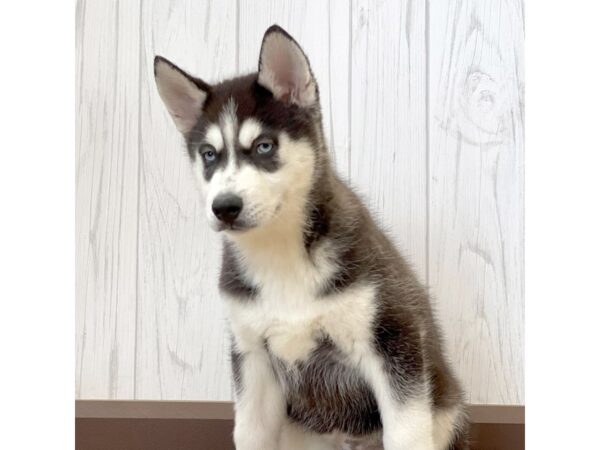 Siberian Husky DOG Male 1115 Petland Eastgate, Ohio