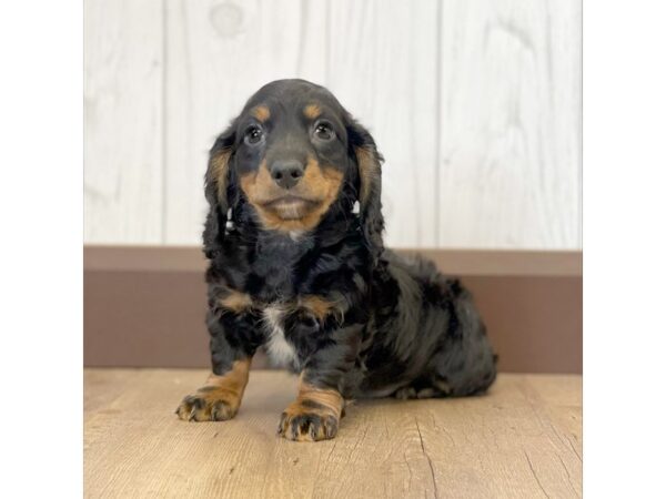 Dachshund DOG Male Black / Tan 1125 Petland Eastgate, Ohio