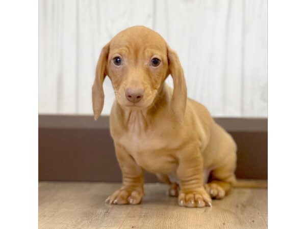 Dachshund DOG Male Red 1132 Petland Eastgate, Ohio