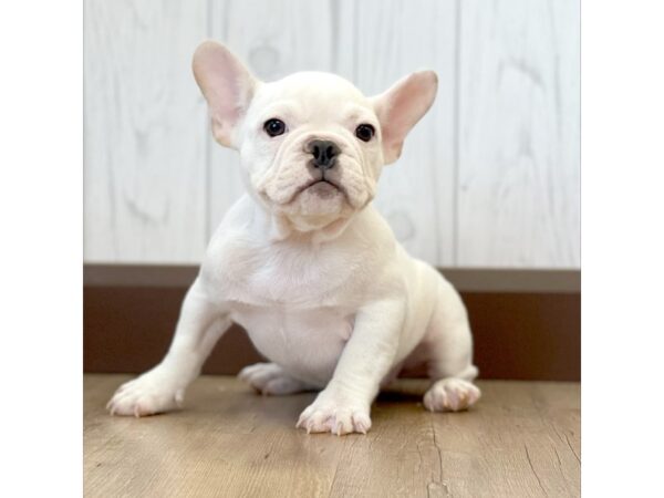 French Bulldog DOG Female White 1128 Petland Eastgate, Ohio