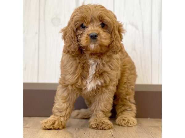 Cavapoo DOG Female Red 1140 Petland Eastgate, Ohio