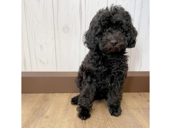 Cockapoo DOG Female Black 1121 Petland Eastgate, Ohio