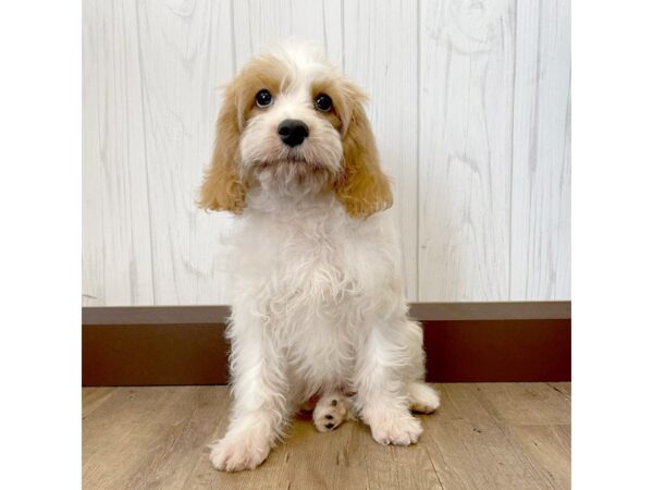 Cavapoo DOG Male Red / White 1139 Petland Eastgate, Ohio