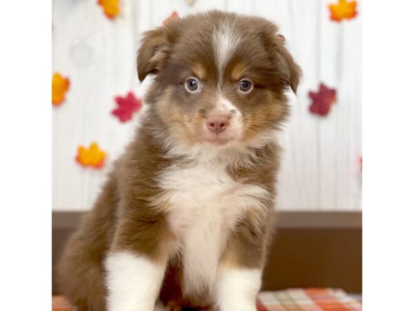 Mini Aussie DOG Male RED TRI 1169 Petland Eastgate, Ohio