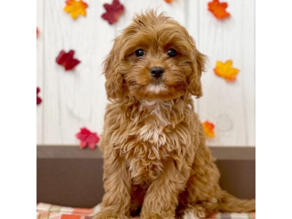 Cavapoo DOG Female Red 1168 Petland Eastgate, Ohio