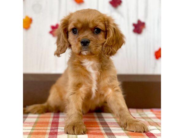 Cavalier King Charles Spaniel DOG Female Ruby 1187 Petland Eastgate, Ohio