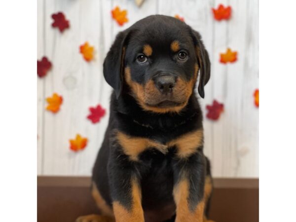 Rottweiler DOG Female Black / Rust 1185 Petland Eastgate, Ohio