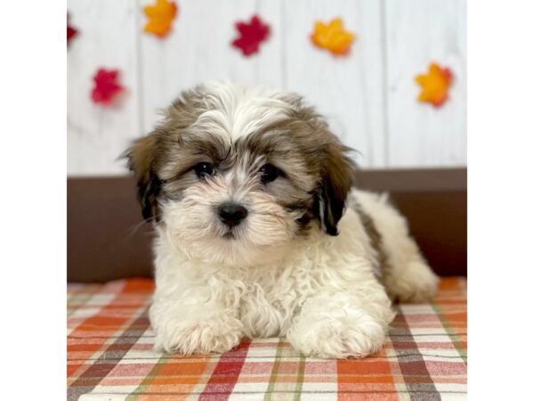 Teddy Bear DOG Male Brown / White 1184 Petland Eastgate, Ohio