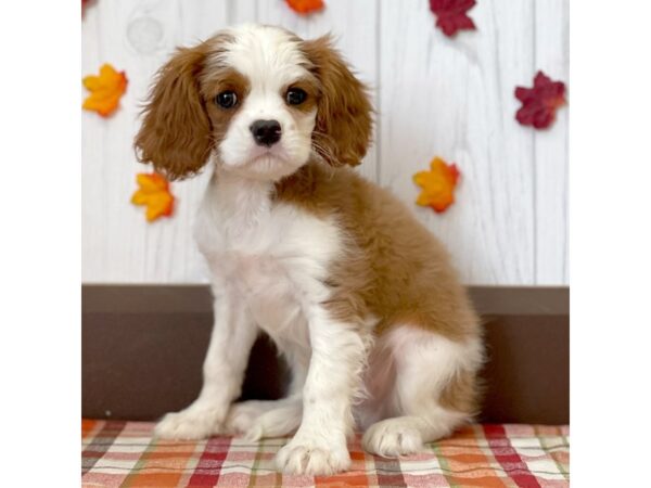 Cavalier King Charles Spaniel DOG Male Blenheim 1174 Petland Eastgate, Ohio