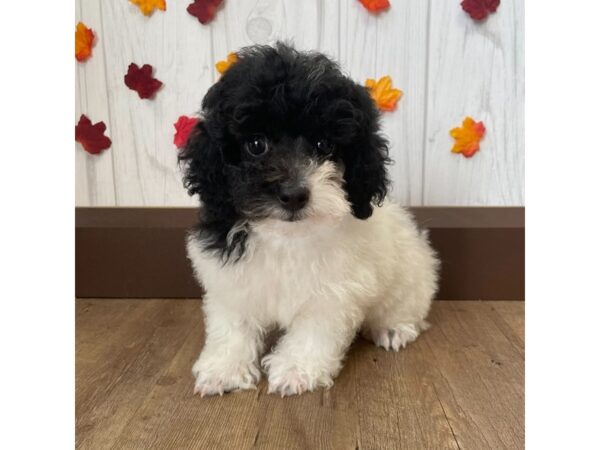 Poodle DOG Male Black 1179 Petland Eastgate, Ohio