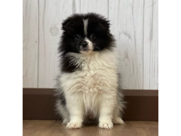 Shiranian DOG Male Black / White 1200 Petland Eastgate, Ohio