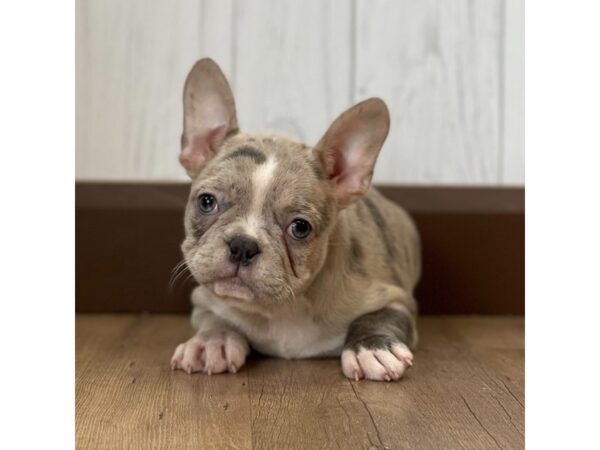 Frenchton DOG Female BRINDLE 1201 Petland Eastgate, Ohio