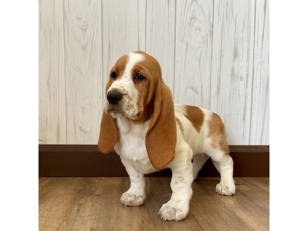 Basset Hound DOG Female Red / White 1209 Petland Eastgate, Ohio