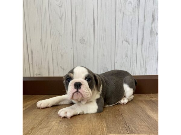 Bulldog DOG Female Blue / Tan 1216 Petland Eastgate, Ohio