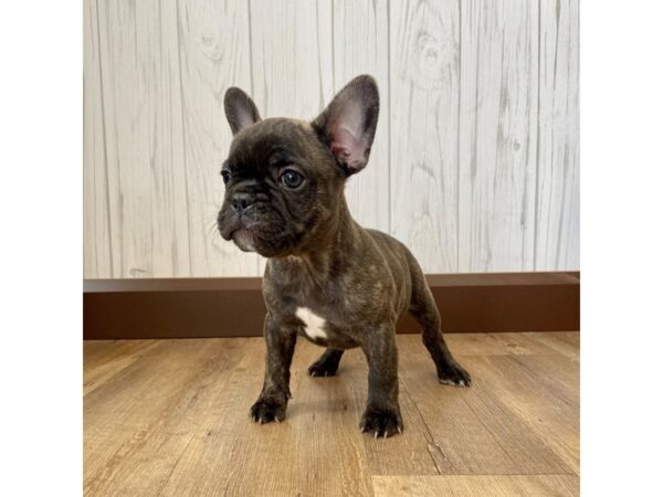 French Bulldog DOG Male 1217 Petland Eastgate, Ohio