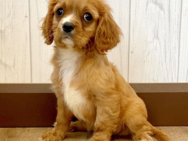 Cavalier King Charles Spaniel DOG Male Ruby 1234 Petland Eastgate, Ohio