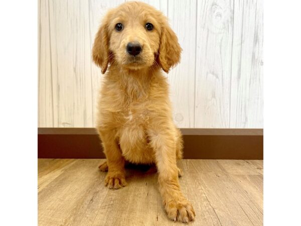 Goldendoodle DOG Female 1232 Petland Eastgate, Ohio