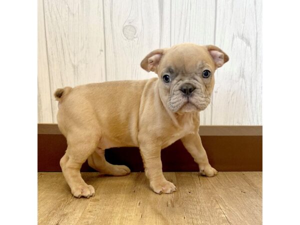 Frenchton DOG Male 1231 Petland Eastgate, Ohio