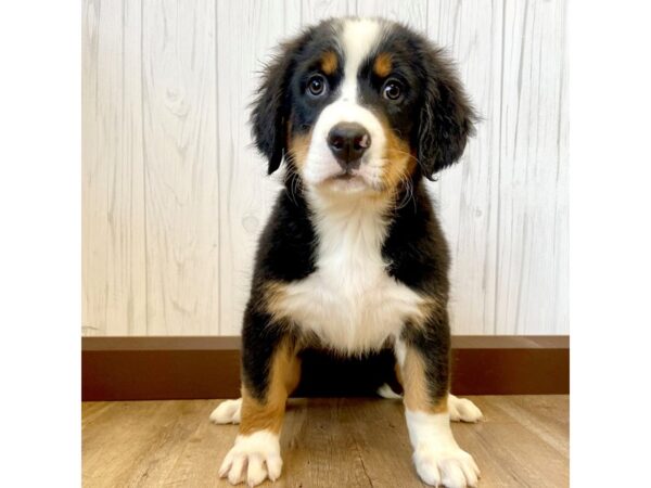 Bernese Mountain Dog DOG Female 1229 Petland Eastgate, Ohio