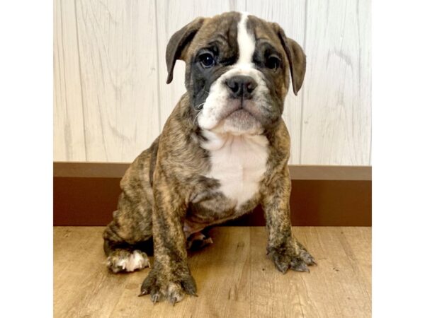 Bulldog DOG Male Brindle 1225 Petland Eastgate, Ohio