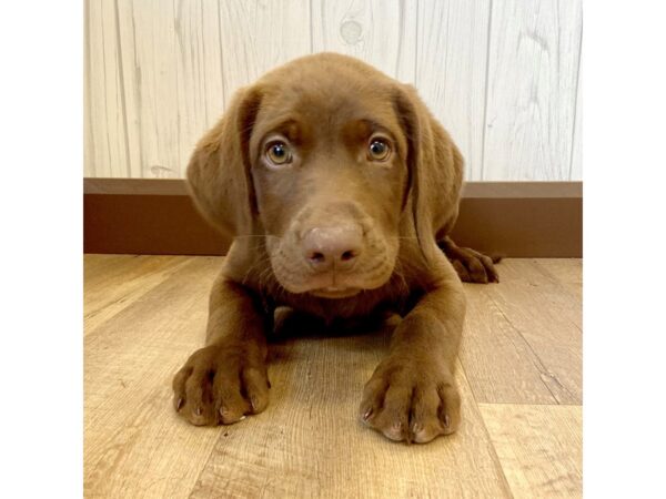 Labrador Retriever DOG Male Chocolate 1224 Petland Eastgate, Ohio