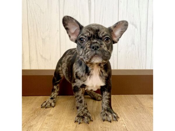 French Bulldog DOG Male Merle 1223 Petland Eastgate, Ohio