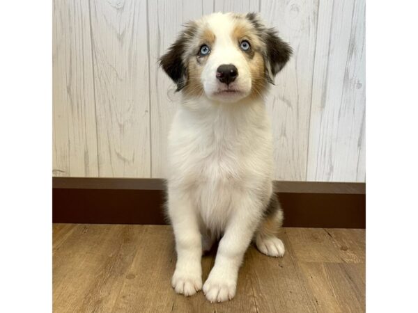 Australian Shepherd DOG Female Blue Merle 1236 Petland Eastgate, Ohio