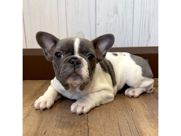 French Bulldog DOG Female Blue 1208 Petland Eastgate, Ohio