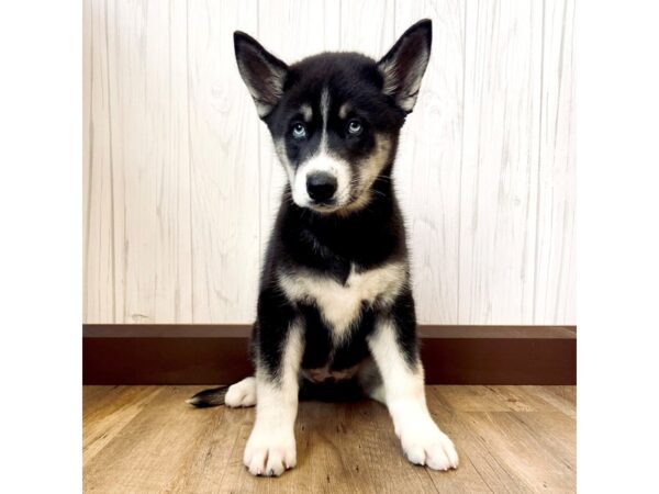 Siberian Husky DOG Male 1248 Petland Eastgate, Ohio