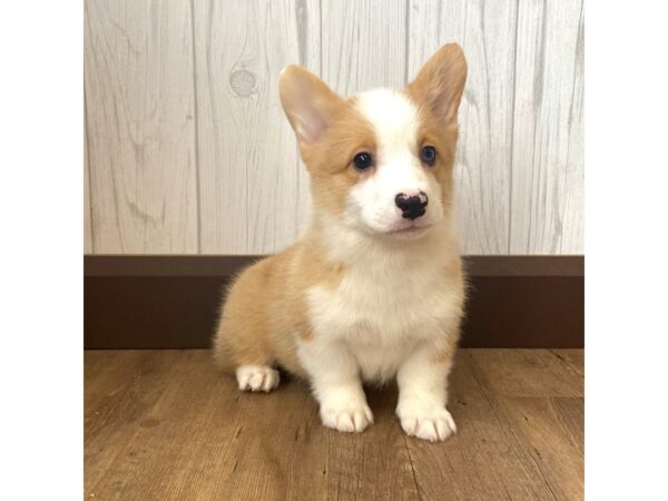 Pembroke Welsh Corgi DOG Female Red Merle 1257 Petland Eastgate, Ohio