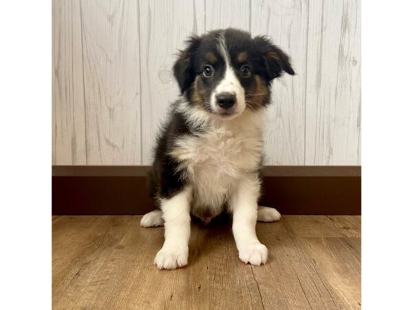 Australian Shepherd DOG Male Black 1258 Petland Eastgate, Ohio