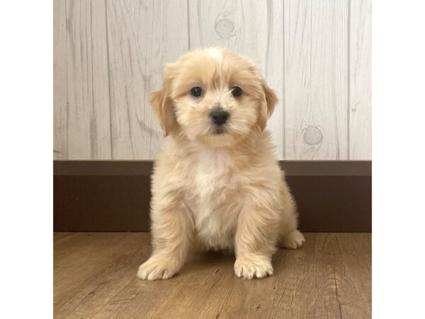 Lhasa Apso/Shih Tzu-DOG-Male-Cream-1260-Petland Eastgate, Ohio