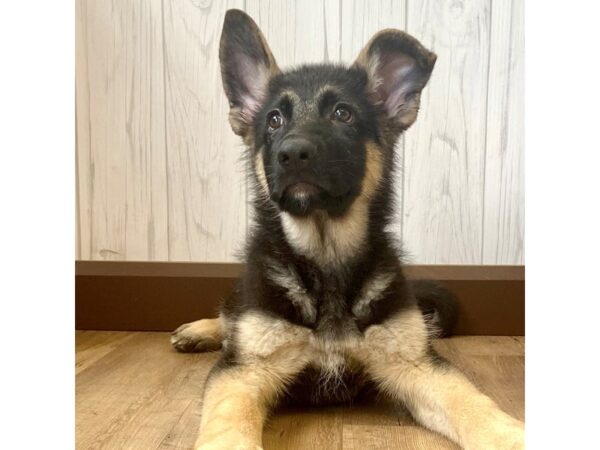 German Shepherd Dog DOG Male Black / Tan 1262 Petland Eastgate, Ohio