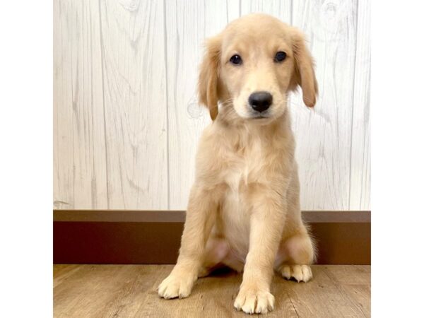 Golden Retriever DOG Female Golden 1269 Petland Eastgate, Ohio