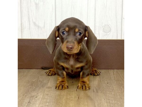 Dachshund DOG Female Chocolate / Tan 1293 Petland Eastgate, Ohio