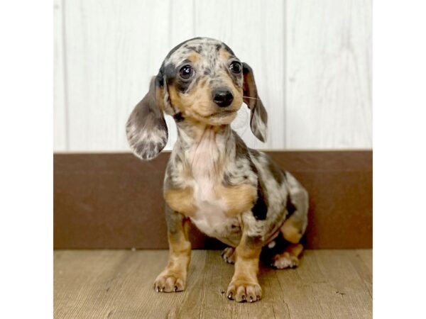 Dachshund DOG Female Silver 1284 Petland Eastgate, Ohio