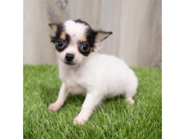 Chihuahua DOG Female Black 1295 Petland Eastgate, Ohio