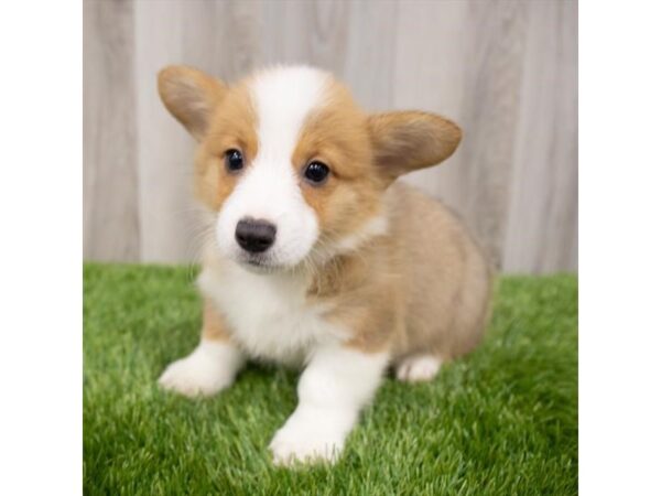 Pembroke Welsh Corgi DOG Male Red / White 1296 Petland Eastgate, Ohio