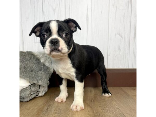 Boston Terrier DOG Male 1299 Petland Eastgate, Ohio