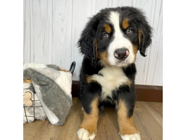 Bernese Mountain Dog DOG Male 1302 Petland Eastgate, Ohio