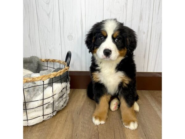 Bernese Mountain Dog DOG Female 1303 Petland Eastgate, Ohio