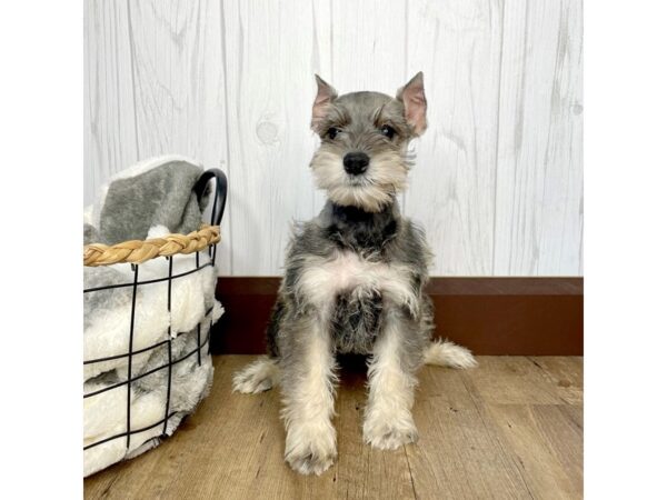 Miniature Schnauzer DOG Male Salt / Pepper 1297 Petland Eastgate, Ohio