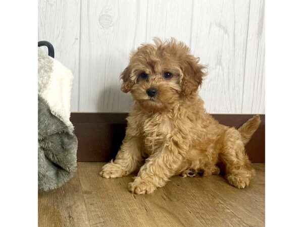 Cavapoo DOG Female Red 1301 Petland Eastgate, Ohio