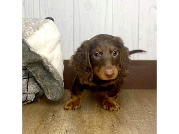 Dachshund DOG Male Chocolate / Tan 1313 Petland Eastgate, Ohio