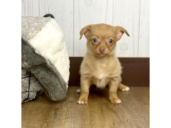 Chihuahua DOG Male Fawn 1311 Petland Eastgate, Ohio