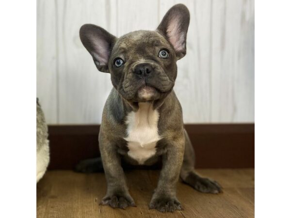 French Bulldog DOG Female Blue 1317 Petland Eastgate, Ohio