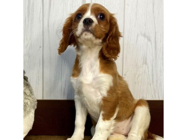 Cavalier King Charles Spaniel DOG Female Blenheim 1318 Petland Eastgate, Ohio